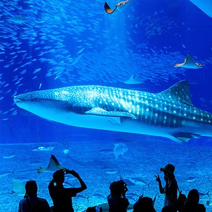 Okinawa Churaumi Aquarium