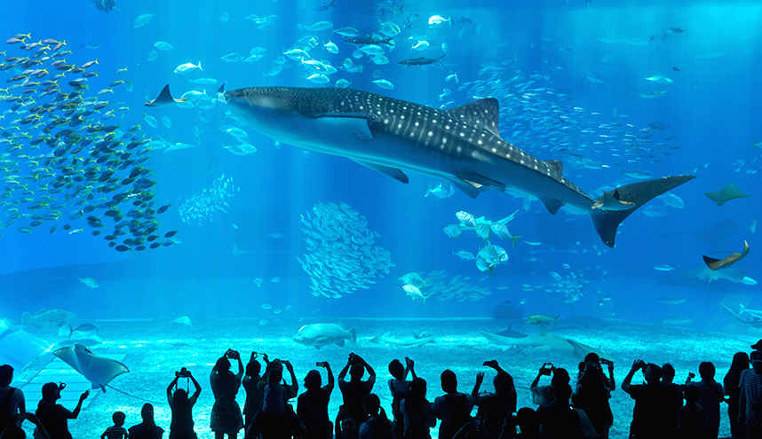 沖縄美ら海水族館