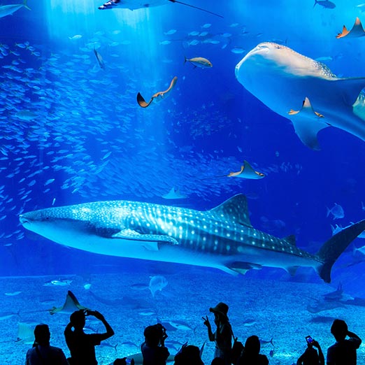 Okinawa Churaumi Aquarium