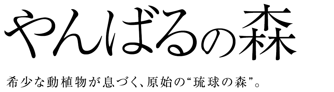 やんばるの森