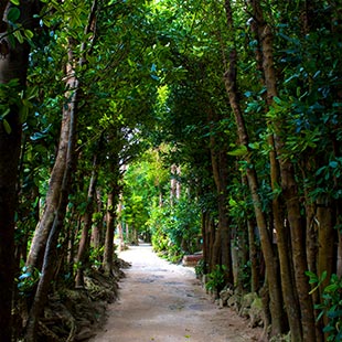 Bise Fukugi Tree Road